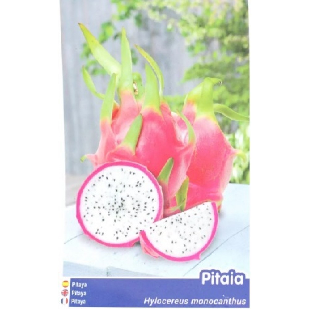 S.ARVORE FRUTO TROPICAL - PITAYA BRANCA