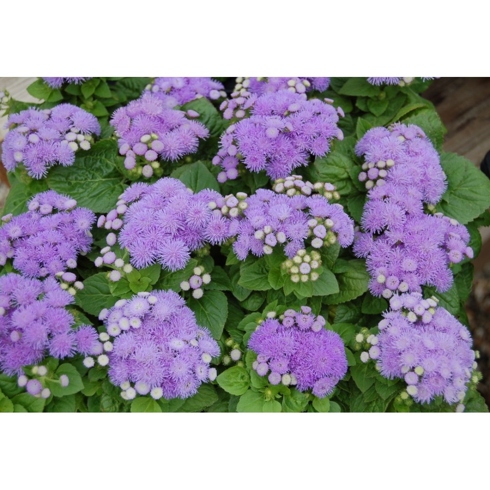 SEMENTES DE FLORES MILLIFLORA  AGERATUM HOUSTONIAMUM ALOHA BLUE (AZUL) - 1000 SEMENTES