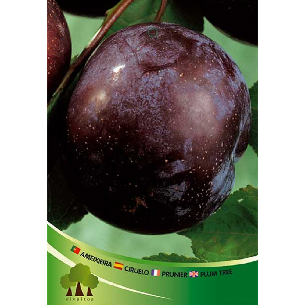 S.ARVORE FRUTO -AMEIXOEIRA EM VASO BLACK ANGELINO