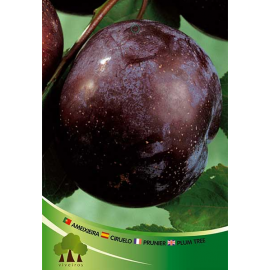 S.ARVORE FRUTO -AMEIXOEIRA EM VASO BLACK ANGELINO