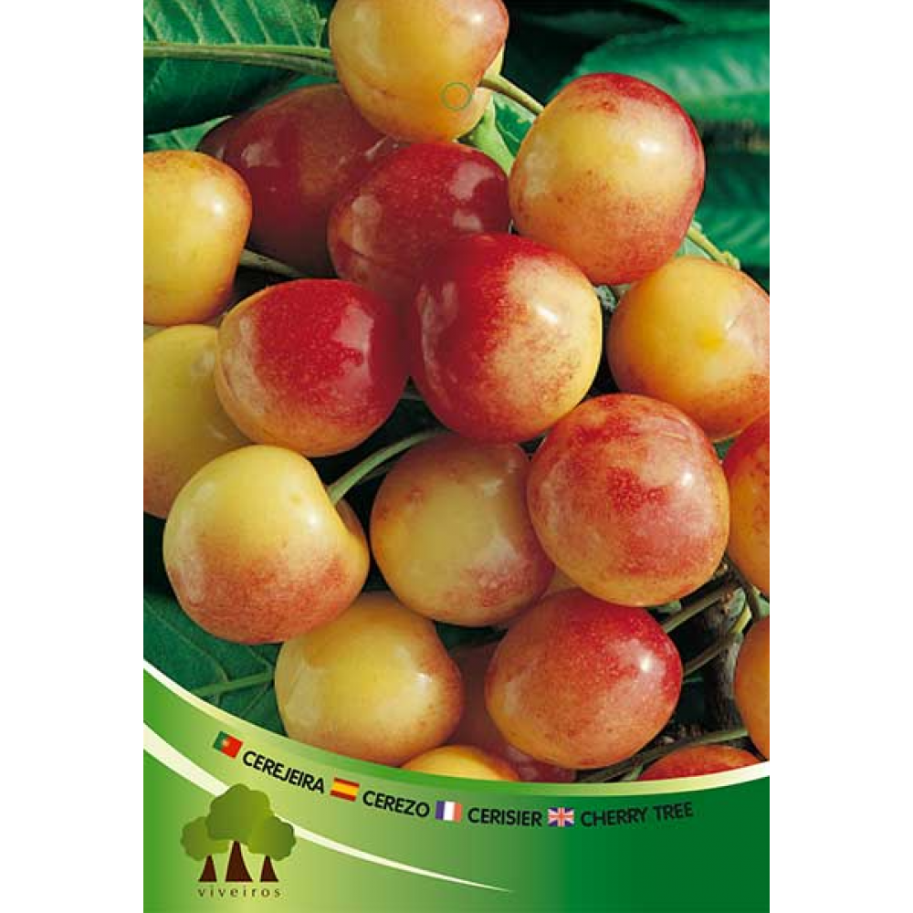 S.ARVORE FRUTO -CEREJEIRA EM VASO NAPOLEÃO