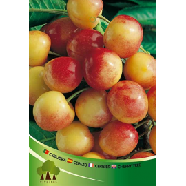 S.ARVORE FRUTO -CEREJEIRA EM VASO NAPOLEÃO