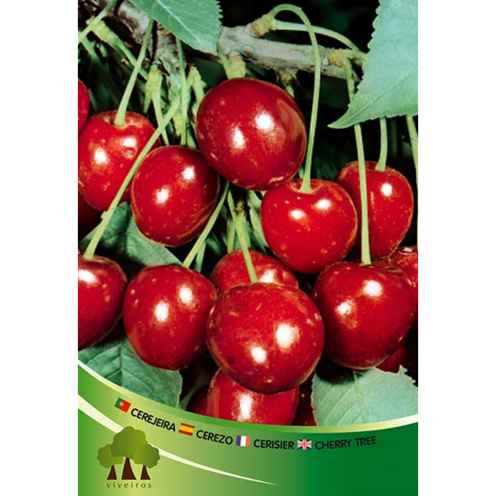 S.ARVORE FRUTO -CEREJEIRA EM VASO SUMMIT