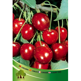 S.ARVORE FRUTO -CEREJEIRA EM VASO SUMMIT