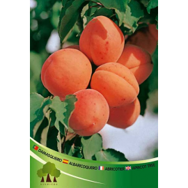 S.ARVORE FRUTO -DAMASQUEIRO EM VASO CANINO
