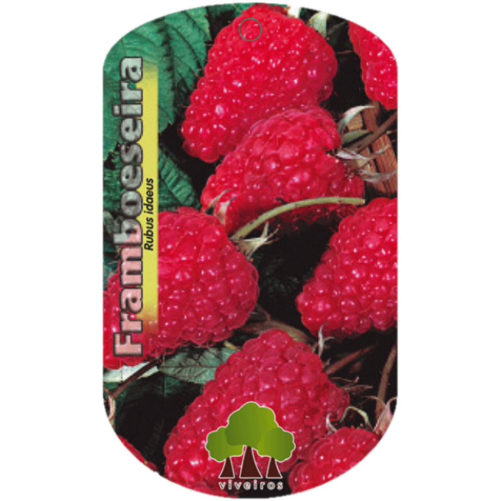 S.ARVORE FRUTO - FRAMBOESA HERITAGE