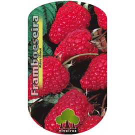 S.ARVORE FRUTO - FRAMBOESA HERITAGE