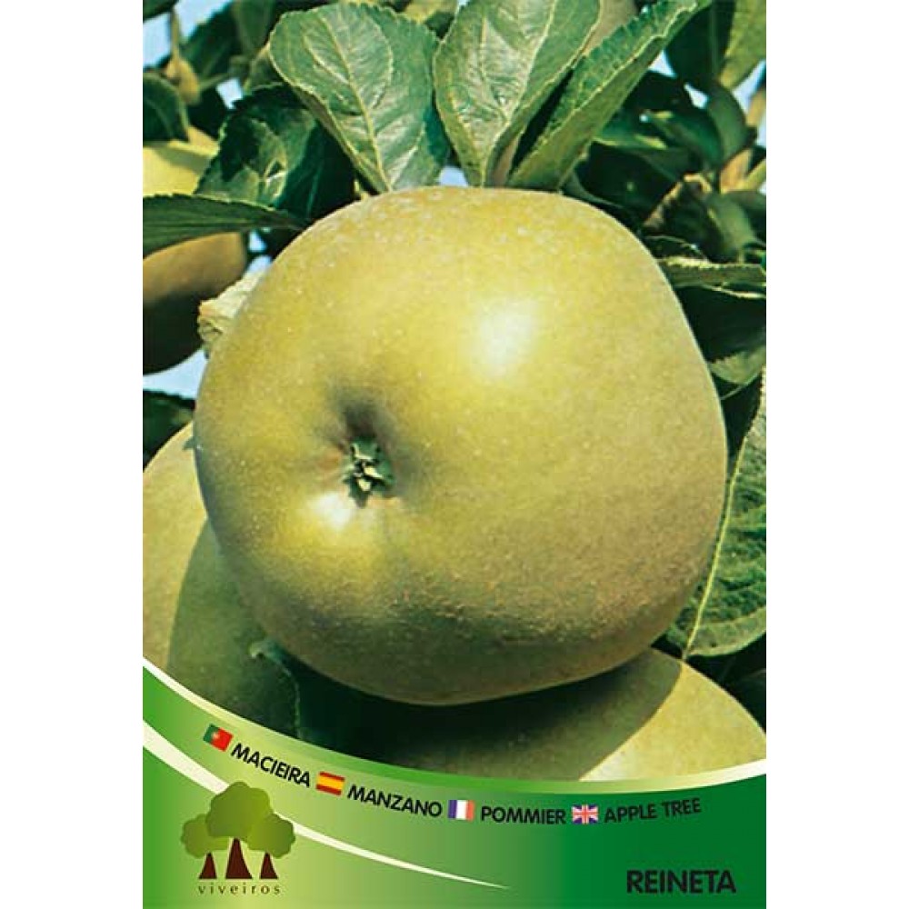 S.ARVORE FRUTO -MACIEIRA EM VASO REINETTA PARDA