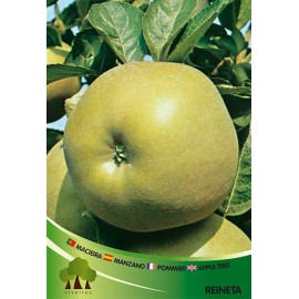 S.ARVORE FRUTO -MACIEIRA EM VASO REINETTA PARDA