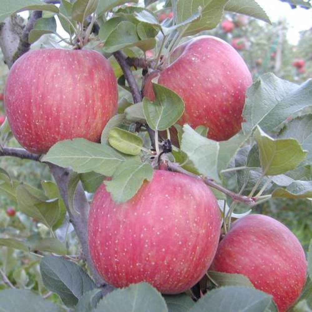S.ARVORE FRUTO -MACIEIRA EM VASO RED FUJI