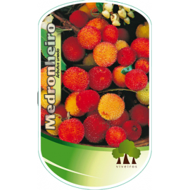 S.ARVORE FRUTO - MEDRONHEIRO