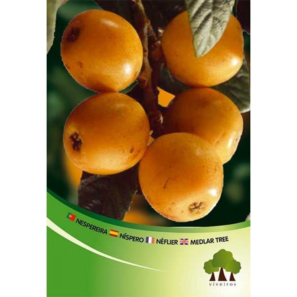 S.ARVORE FRUTO -NESPEREIRA ATANAKA EM VASO