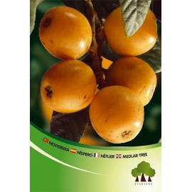 S.ARVORE FRUTO -NESPEREIRA ATANAKA EM VASO