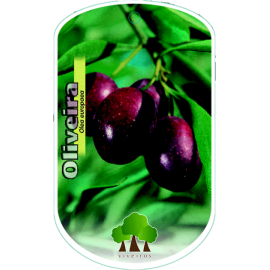 S.ARVORE FRUTO - OLIVEIRA COBRANCOSA