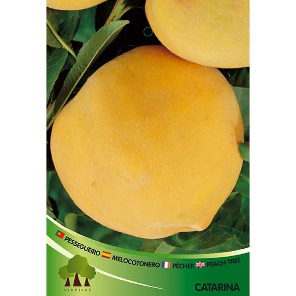 S.ARVORE FRUTO -PESSEGUEIRO EM VASO MARACOTAO CATHERINE