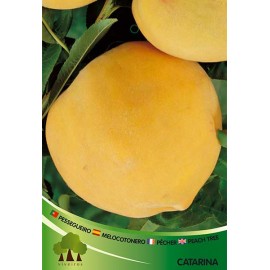 S.ARVORE FRUTO -PESSEGUEIRO EM VASO MARACOTAO CATHERINE