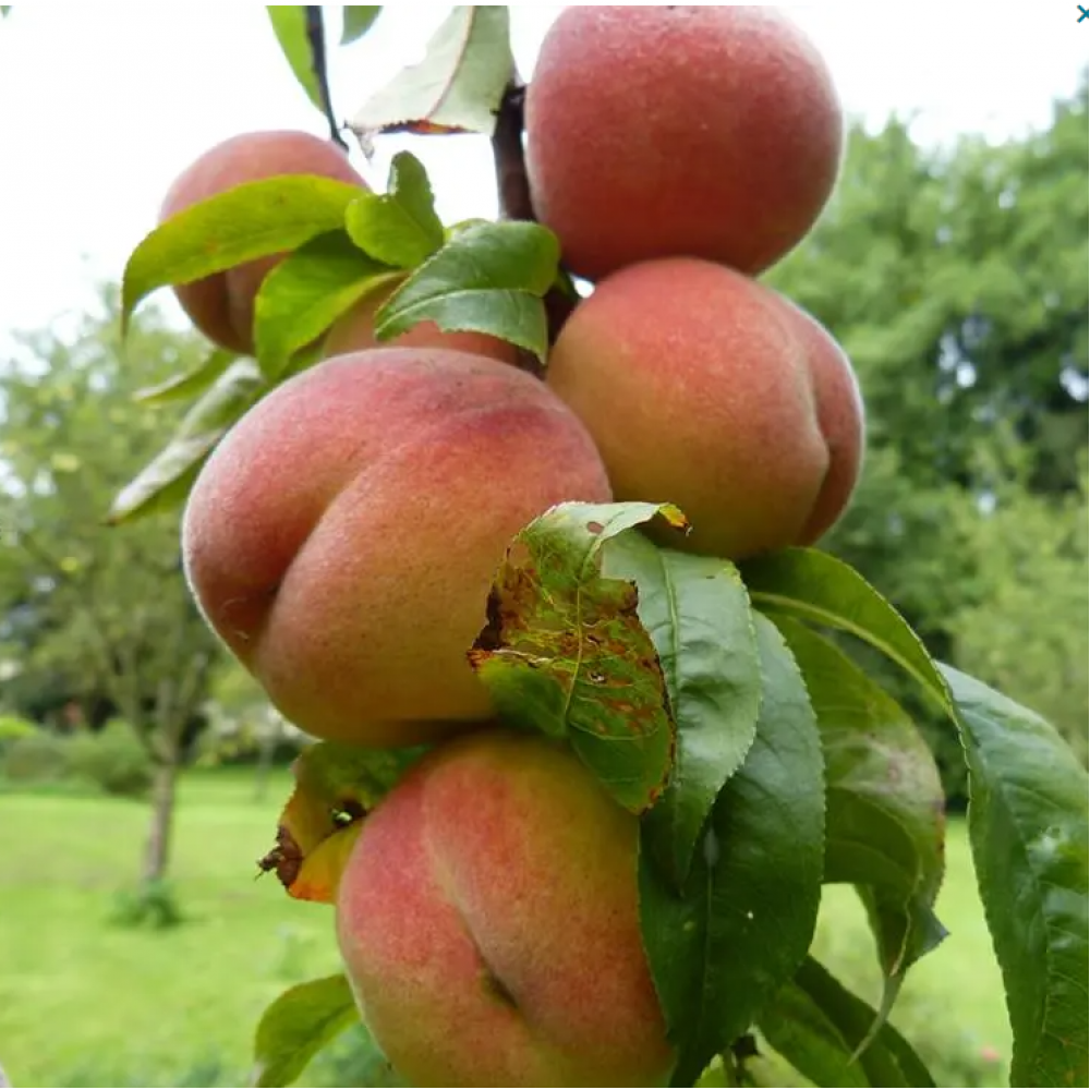 S.ARVORE FRUTO -PESSEGUEIRO EM VASO SPRINGCREST