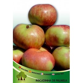 S.ARVORE FRUTO -MACIEIRA EM VASO RISCA DE PALMELA