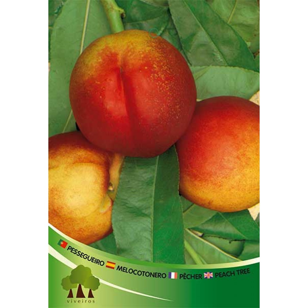 S.ARVORE FRUTO -NECTARINA EM VASO ARMKING