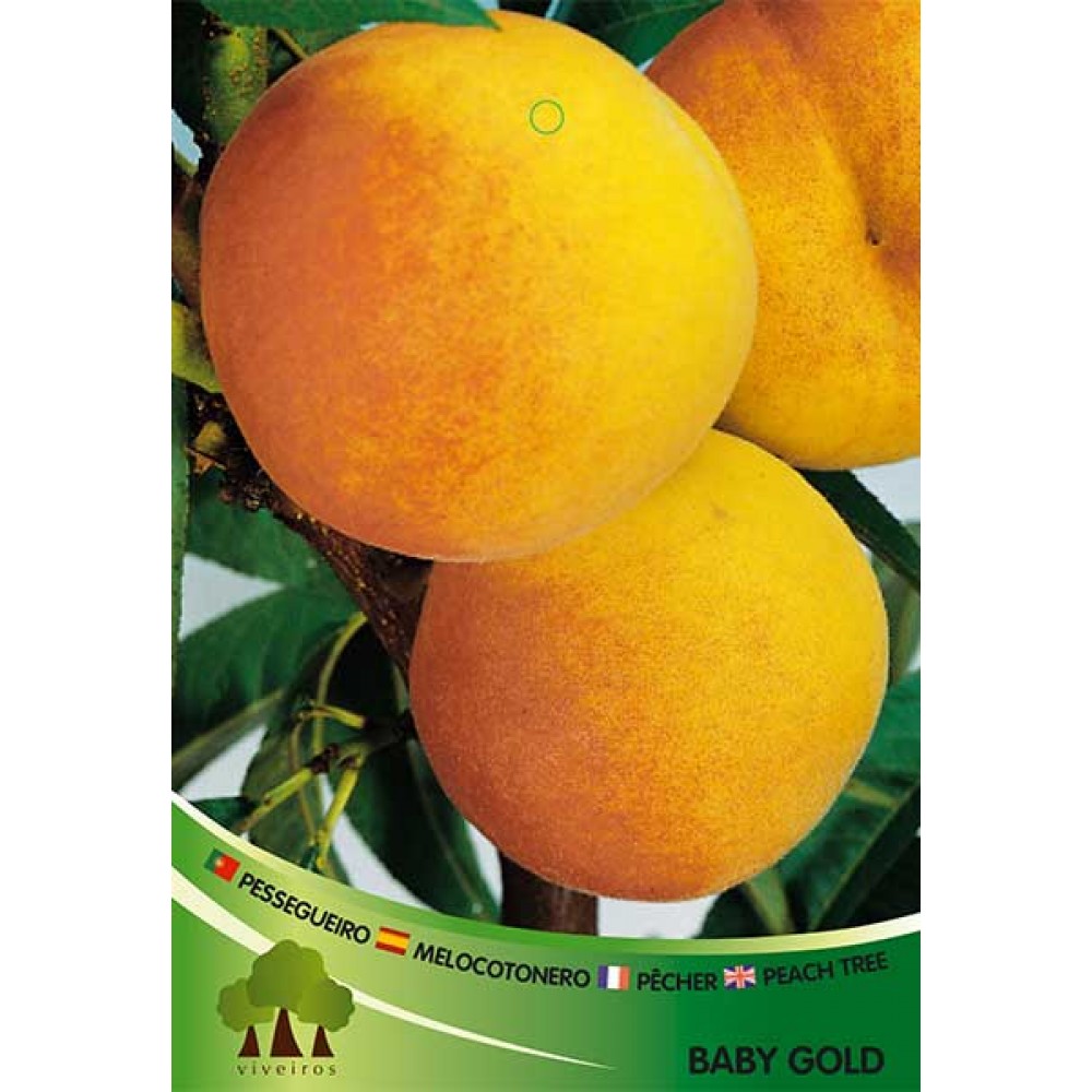 S.ARVORE FRUTO -PESSEGUEIRO EM VASO BABY GOLD