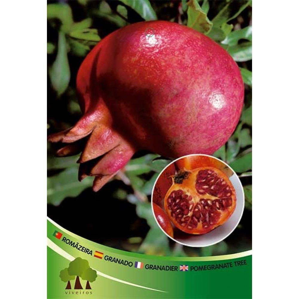 S.ARVORE FRUTO - ROMANZEIRA AKKO
