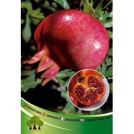 S.ARVORE FRUTO - ROMANZEIRA AKKO