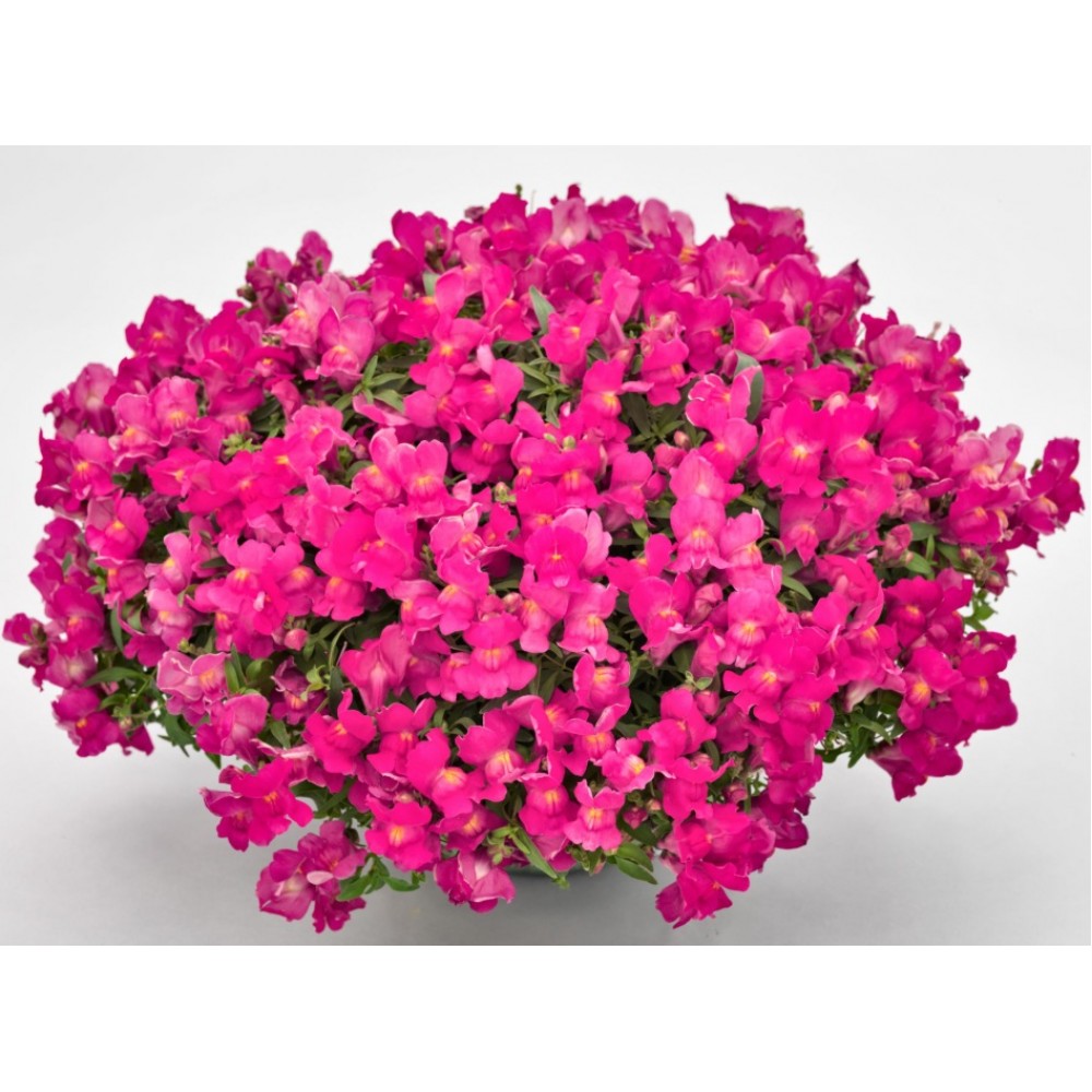 SEMENTES DE FLORES MILLIFLORA  ANTIRRHINUM MAJUS F1 CANDY SHOWERS ROSE (ROSE) - 1000 SEMENTES