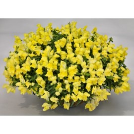 SEMENTES DE FLORES MILLIFLORA  ANTIRRHINUM MAJUS F1 CANDY SHOWERS YELLOW (AMARELO) - 1000 SEMENTES