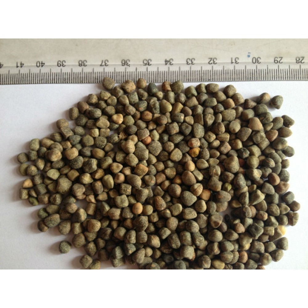 ALEIXO ERVILHACA  -   1 KG