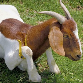 ARCO DE RETENÇÃO EM FIBRA PARA PATAS DAS CABRAS E OVELHAS