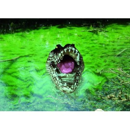 GARDEN KEEPER CROCODILO
