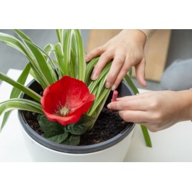 JARDIN BASTÕES DE FERTELIZANTE PLANTAS DE FLOR 25 UNIDADES