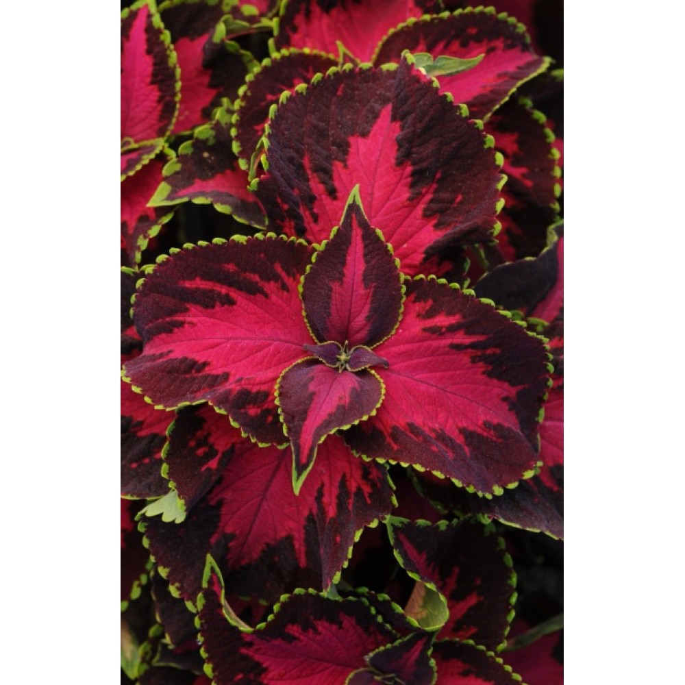 SEMENTES DE FLORES MILLIFLORA  COLEUS SOLENOSTEMON PREMIUM SUN CHOCOLATE COVERED CHERRY - 1000 SEMENTES