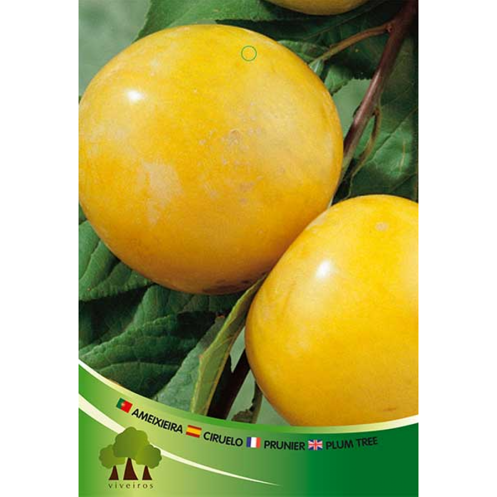 S.ARVORE FRUTO -AMEIXOEIRA EM VASO SUNGOLD