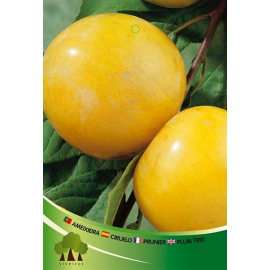 S.ARVORE FRUTO -AMEIXOEIRA EM VASO SUNGOLD