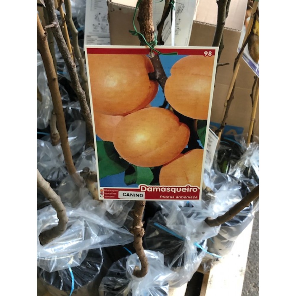 S.ARVORE FRUTO -DAMASQUEIRO  EM VASO