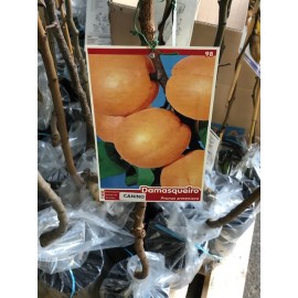 S.ARVORE FRUTO -DAMASQUEIRO  EM VASO