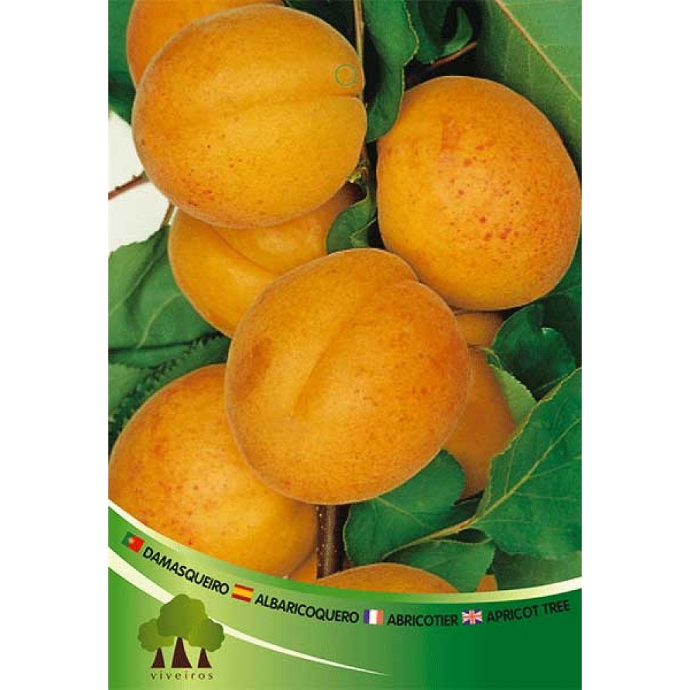 S.ARVORE FRUTO -DAMASQUEIRO