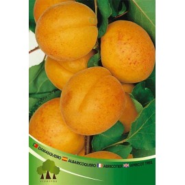 S.ARVORE FRUTO -DAMASQUEIRO