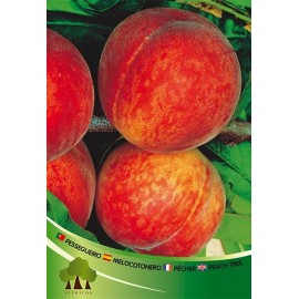 S.ARVORE FRUTO -PESSEGUEIRO