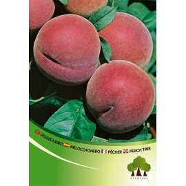 S.ARVORE FRUTO -PESSEGUEIRO