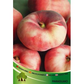 S.ARVORE FRUTO -PESSEGUEIRO