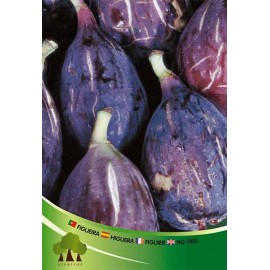 S.ARVORE FRUTO -FIGUEIRA