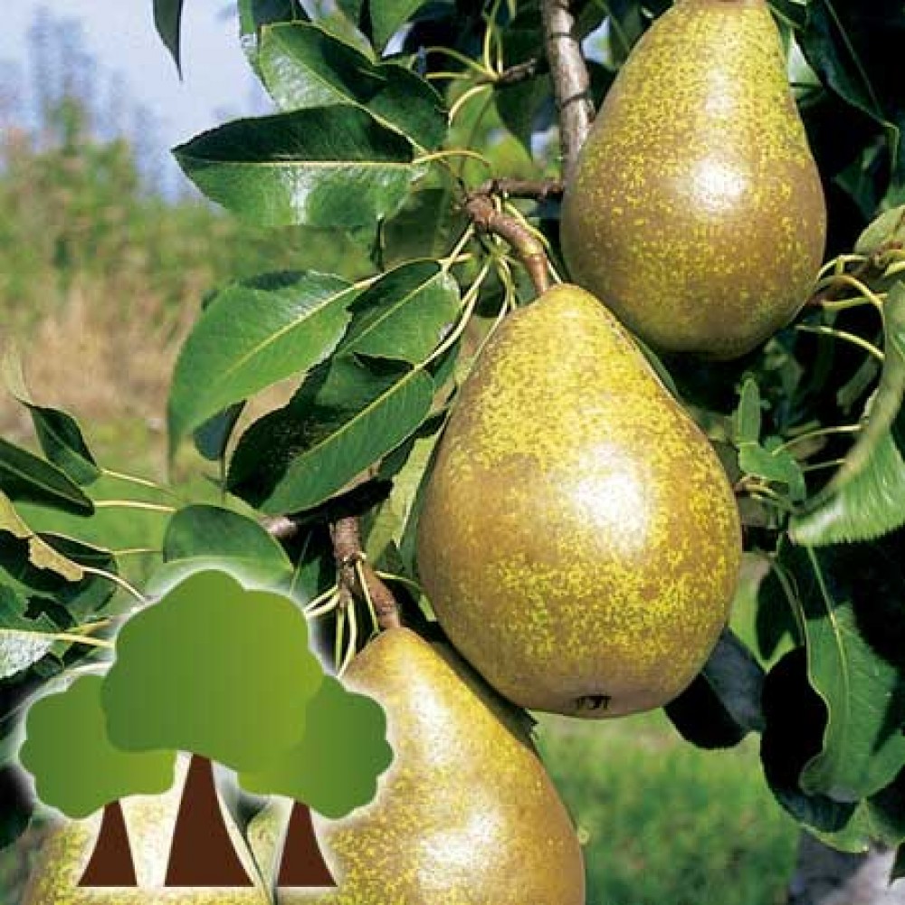 S.ARVORE FRUTO -PEREIRA