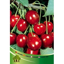 S.ARVORE FRUTO -CEREJEIRA