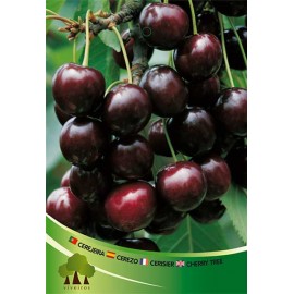 S.ARVORE FRUTO -CEREJEIRA