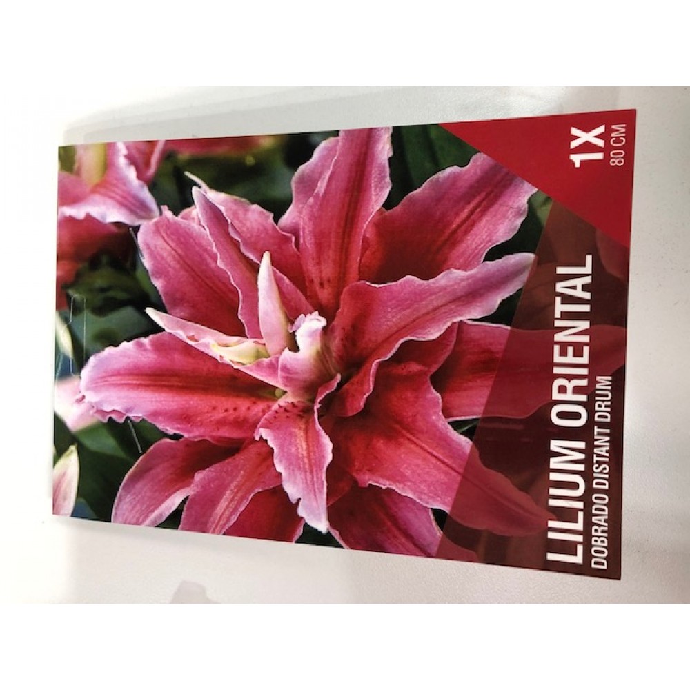 S.BOLBO SAQUETA LILIUS ORIENTAIS DOBRADOS 1B