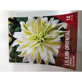 S.BOLBO SAQUETA LILIUS ORIENTAIS DOBRADOS 1B