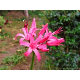 S.BOLBO SAQUETA NERINE ROSA -2 BOLBOS