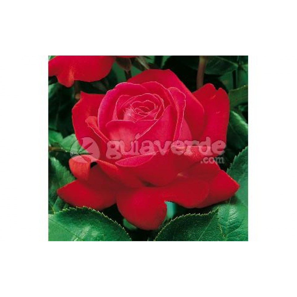 S.PROPÁGULOS DE ROSEIRA GRANDIFLORA ENSACADA VARIADA